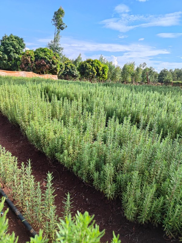 ROSEMARY from Kenya
